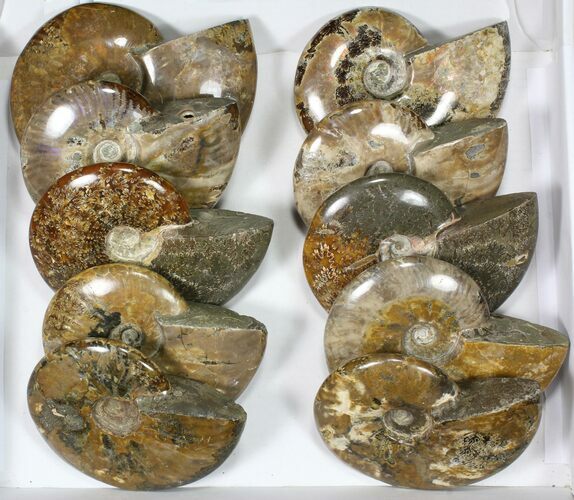 Lot: / to Polished Ammonite Fossils - Pieces #82651